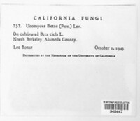 Uromyces betae image